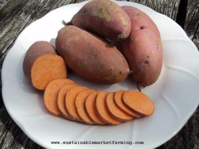 How to Prevent Sweet Potatoes Sprouting in Storage Image